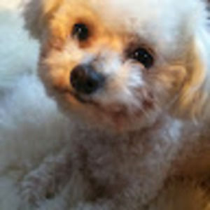 Meet your Posher, Jodi